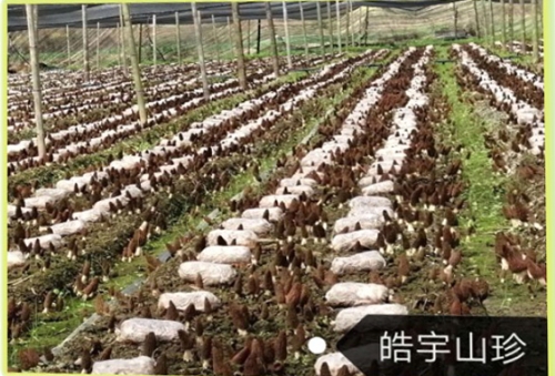 我公司德阳什邡基地