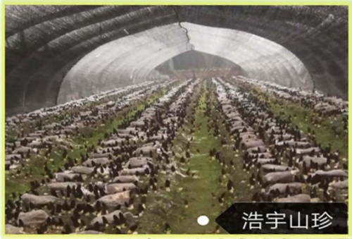 我公司河清镇金花村