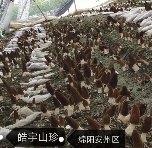 绵阳安州区基地